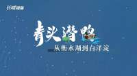 长城专访 | 青头潜鸭：从衡水湖到白洋淀