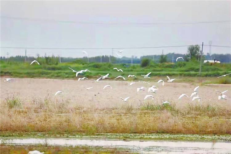 ​衡水湖迎来第一批迁徙候鸟 赤嘴潜鸭首现湖区