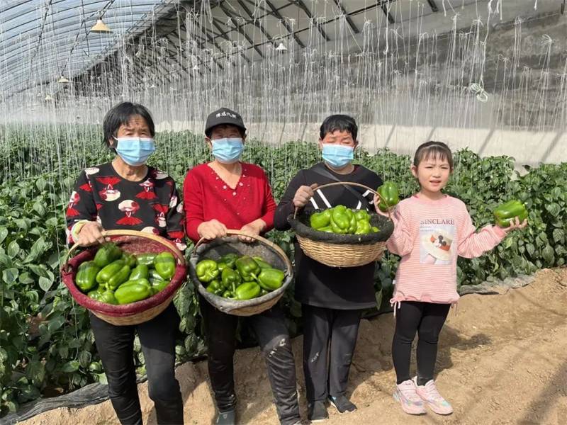 河北深州：特色家庭农场鼓起农民钱袋子
