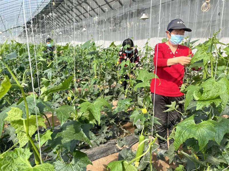 河北深州：特色家庭农场鼓起农民钱袋子