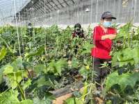 河北深州：特色家庭农场鼓起农民钱袋子
