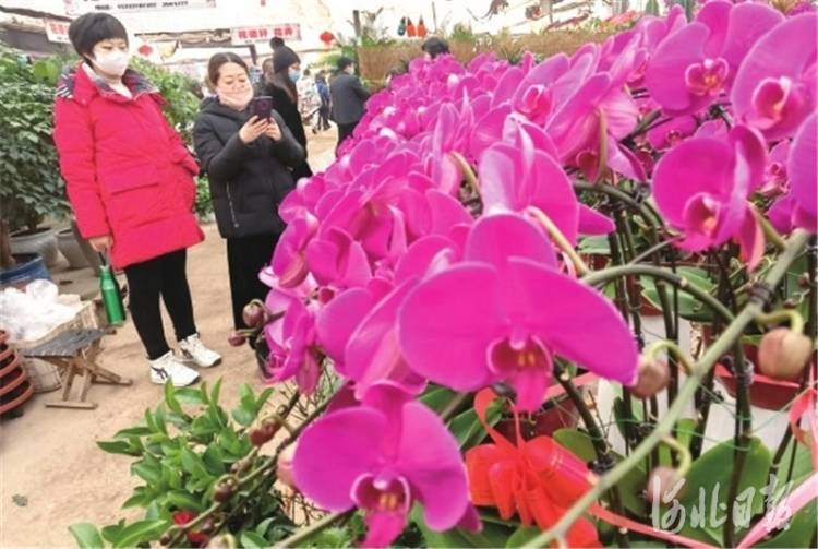 年味儿渐浓 衡水高新区花卉市场购销两旺