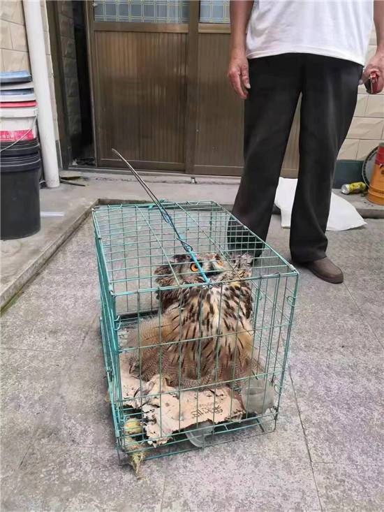 邯郸涉县林业发展服务中心成功救助一只二级保护动物