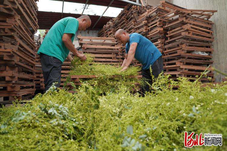 河北内丘：槐米收获富农家