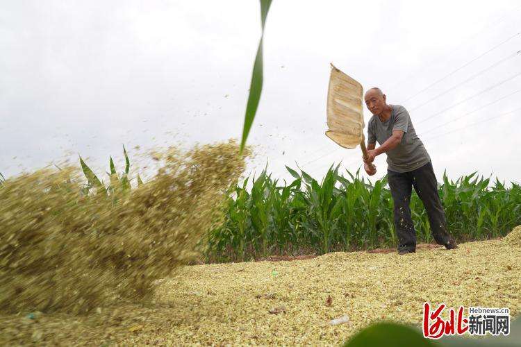 河北内丘：槐米收获富农家