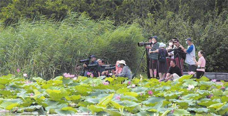 邯郸：小暑节气万物并秀