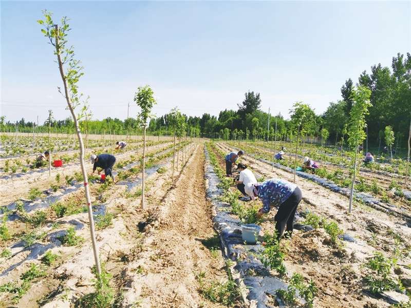金银花开小康路 枣强县开启金银花产业精准新模式