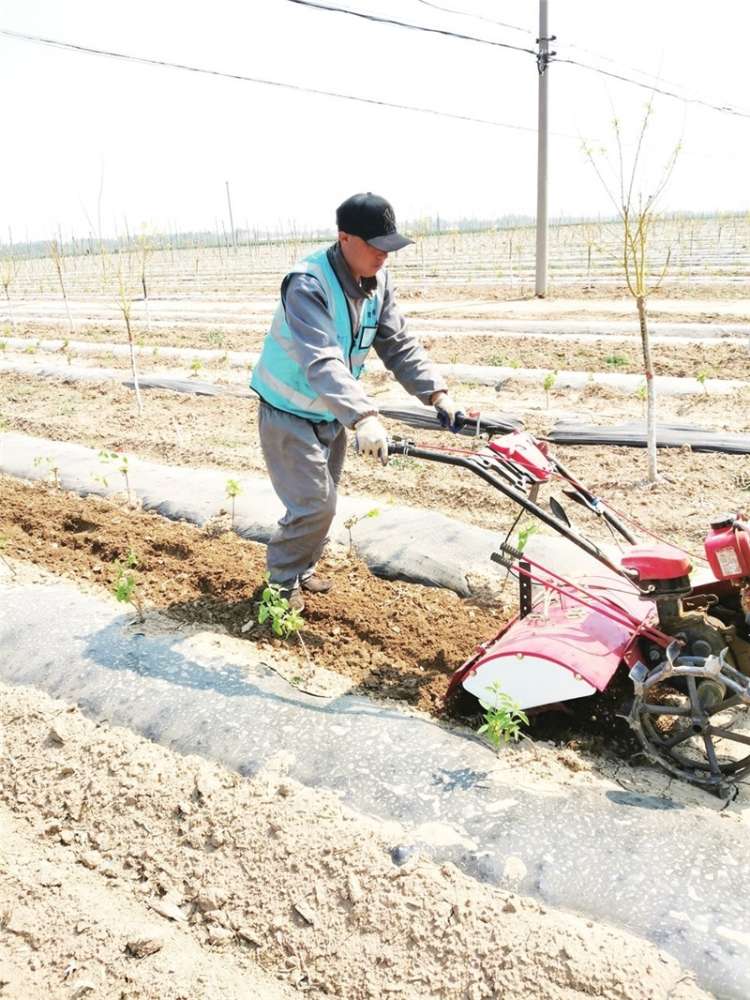 金银花开小康路 枣强县开启金银花产业精准新模式