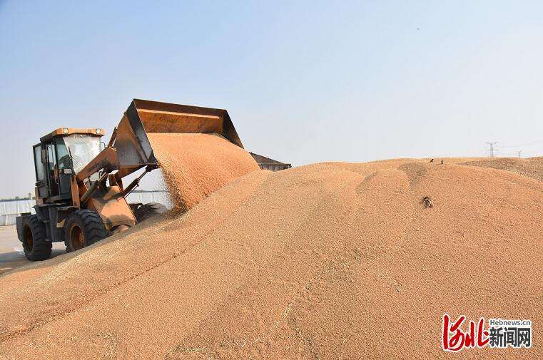 河北邢台经济区：两万亩订单式小麦良种繁育基地喜获丰收