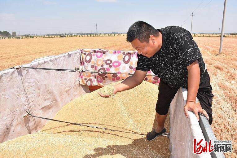 河北邢台经济区：两万亩订单式小麦良种繁育基地喜获丰收