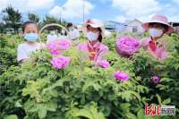 迁安：玫瑰花成为助农增收幸福花