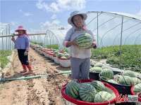 蔚县：麒麟西瓜喜丰收