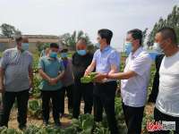 河北平乡县举办春季滏河贡白菜观摩暨今冬订单签约会
