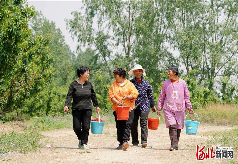 河北临城：樱桃丰收富农家
