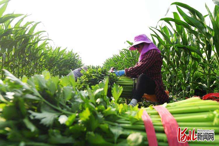 河北怀来：特色种植富农家