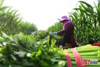河北怀来：特色种植富农家