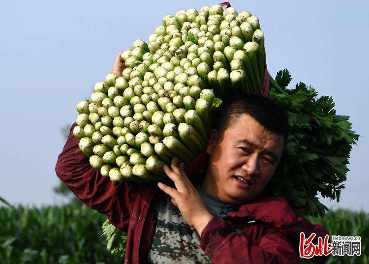 河北怀来：特色种植富农家