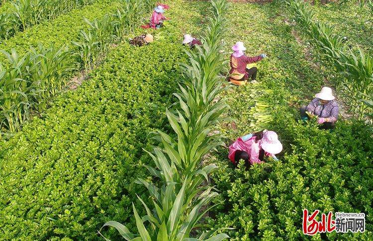 河北怀来：特色种植富农家