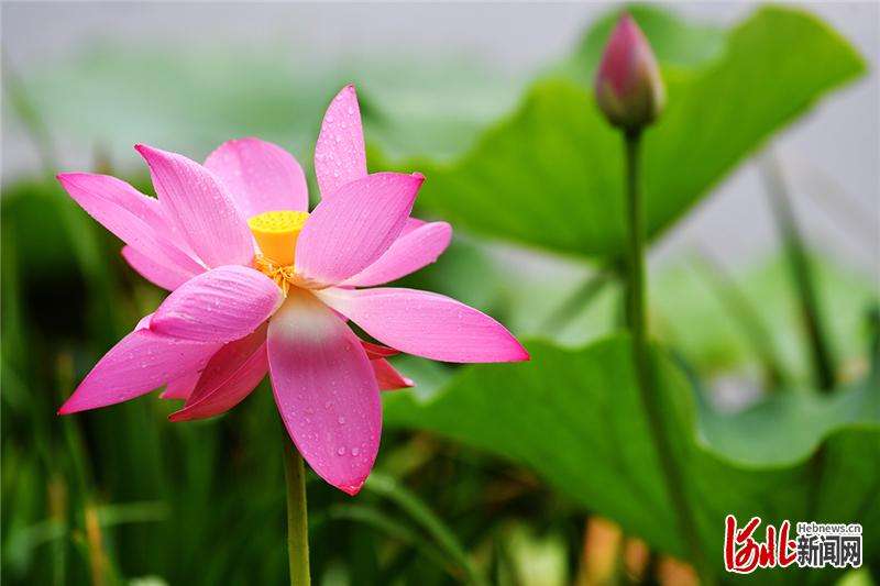 官水库湿地公园夏日荷花美