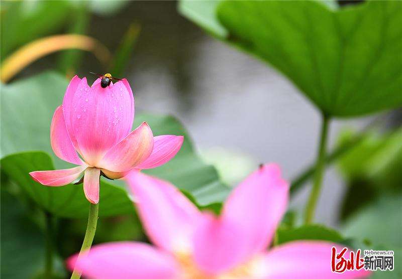 官水库湿地公园夏日荷花美