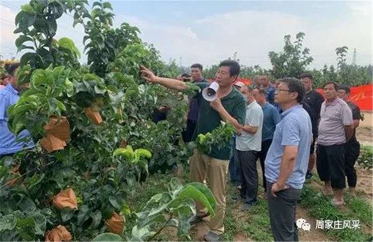 晋州市周家庄乡：梨专家下乡送技术 助力乡村振兴