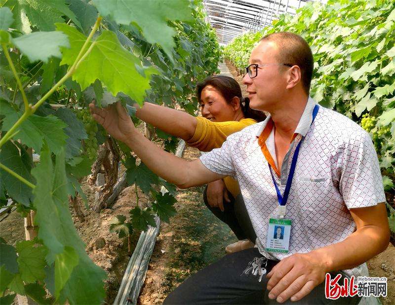 “慧”种地的“新农人”多起来了——衡水依托农技人才推动乡村振兴见闻