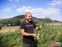 秦皇岛市抚宁区：中药种植开出增收“千金方”