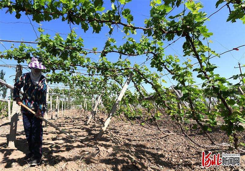 河北涿鹿：葡萄园里农忙时