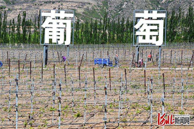 河北怀来：葡萄园里管理忙