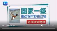 创意视频丨鸟中“熊猫、凌波仙子、白衣仙子”，认识一下吧！