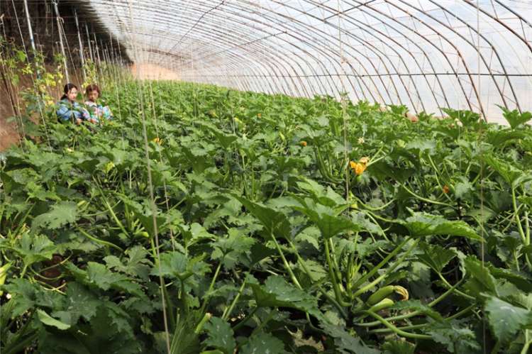 张家口万全区特色农业助农增收
