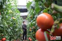 迁西县特色种植富民路 “柿柿如意”别样红