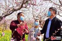 河北邢台：桃花盛开迎客来