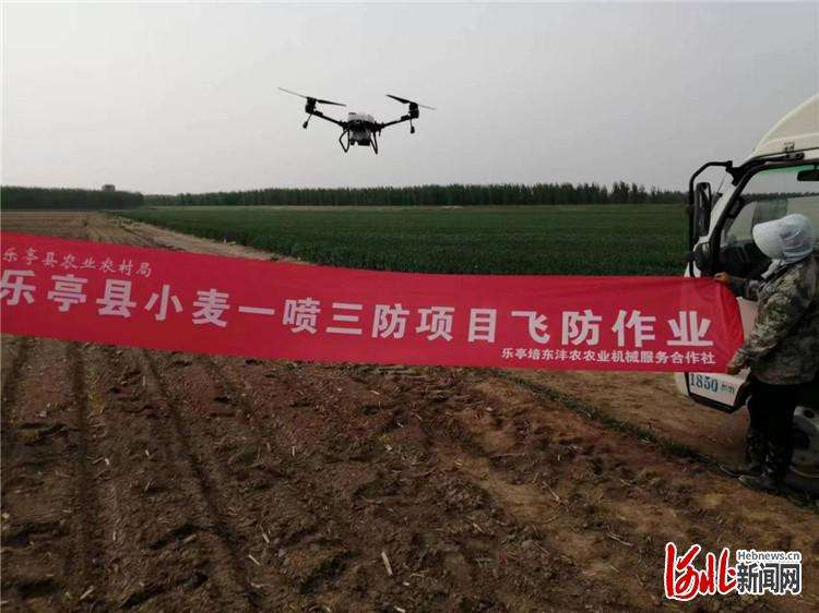 乐亭：无人机高效助推小麦“一喷三防”工作