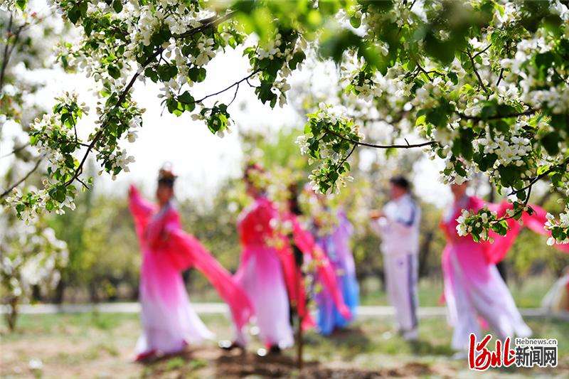 河北怀来：“花为媒”引领乡村振兴新画卷