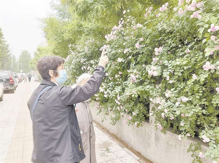 保定市百米蔷薇花路成新晋网红打卡地