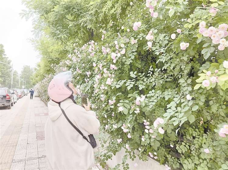 保定市百米蔷薇花路成新晋网红打卡地