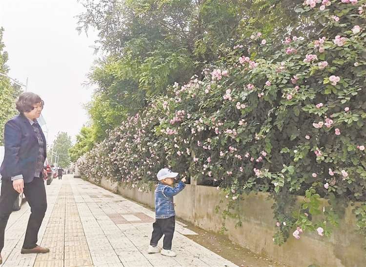 保定市百米蔷薇花路成新晋网红打卡地