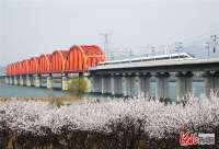 河北怀来：京张高铁在花海中穿行