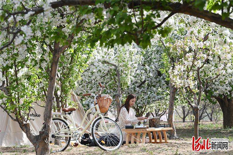 河北怀来：“花为媒”引领乡村振兴新画卷