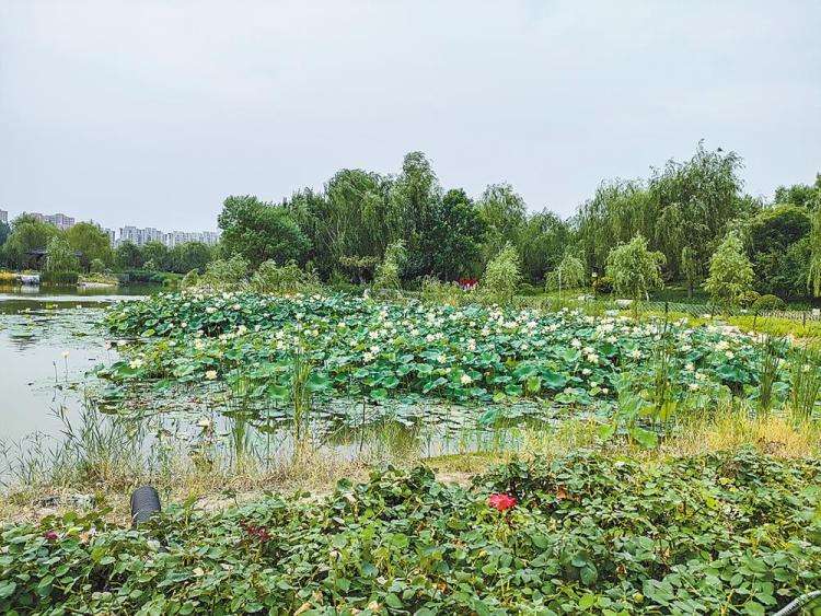 廊坊美化公园环境 彰显城市文明