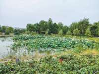 廊坊美化公园环境 彰显城市文明