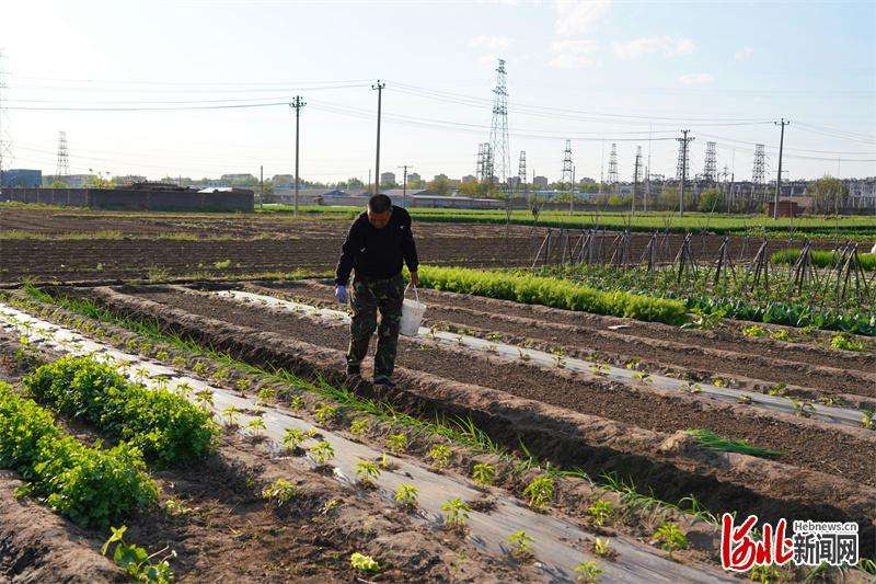 唐山开平：暮春时节农事忙