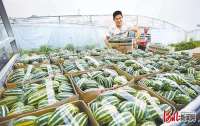 河北武邑县“一村一品”调整农业产业结构