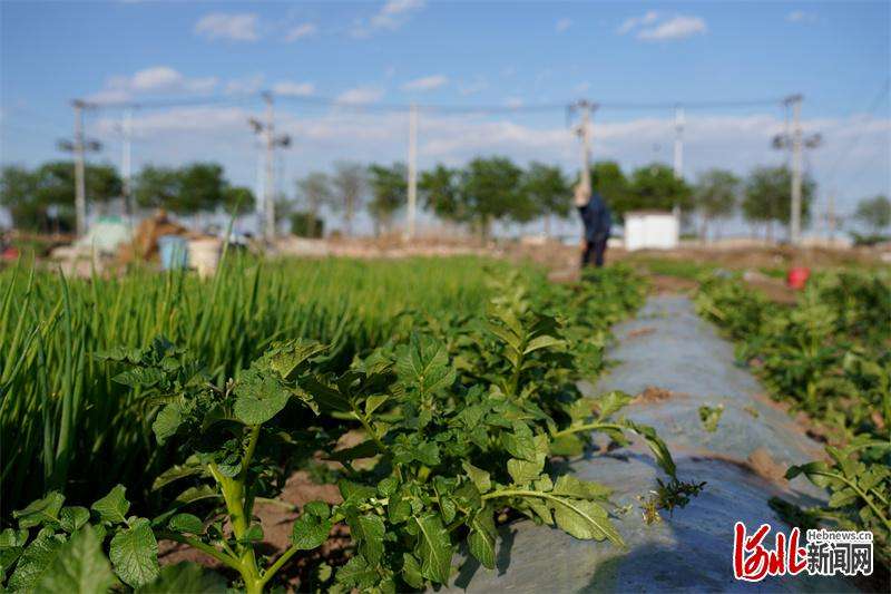 唐山开平：暮春时节农事忙