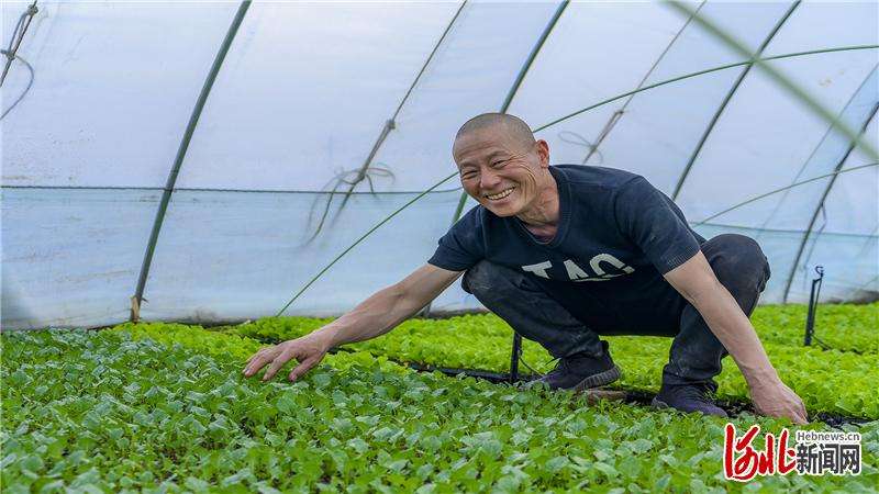 张家口市万全区：棚春意浓 农户乐融融