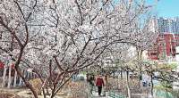 张家口：四月花开竞芬芳