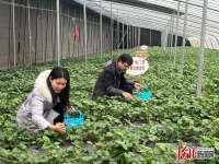 河间市打造“建+家庭农场”特色建品牌