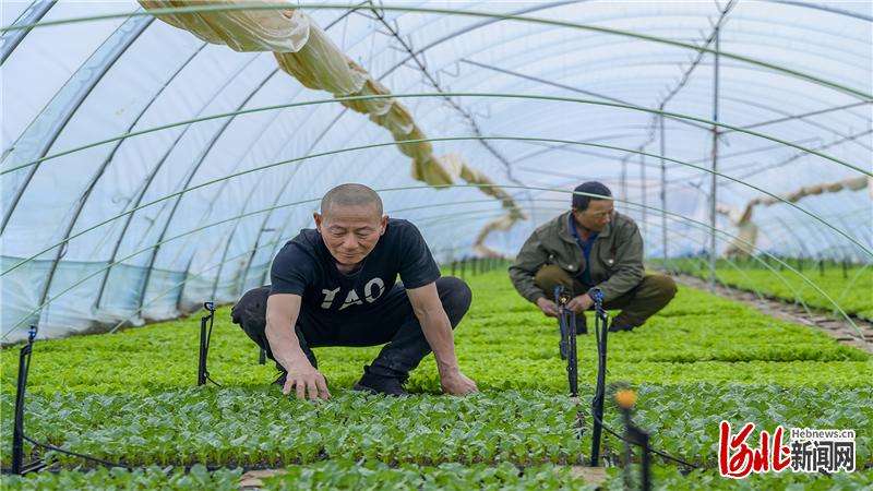 张家口市万全区：棚春意浓 农户乐融融