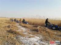 聚焦雄安新区｜白洋淀6.2万亩芦苇平衡收割拉开帷幕